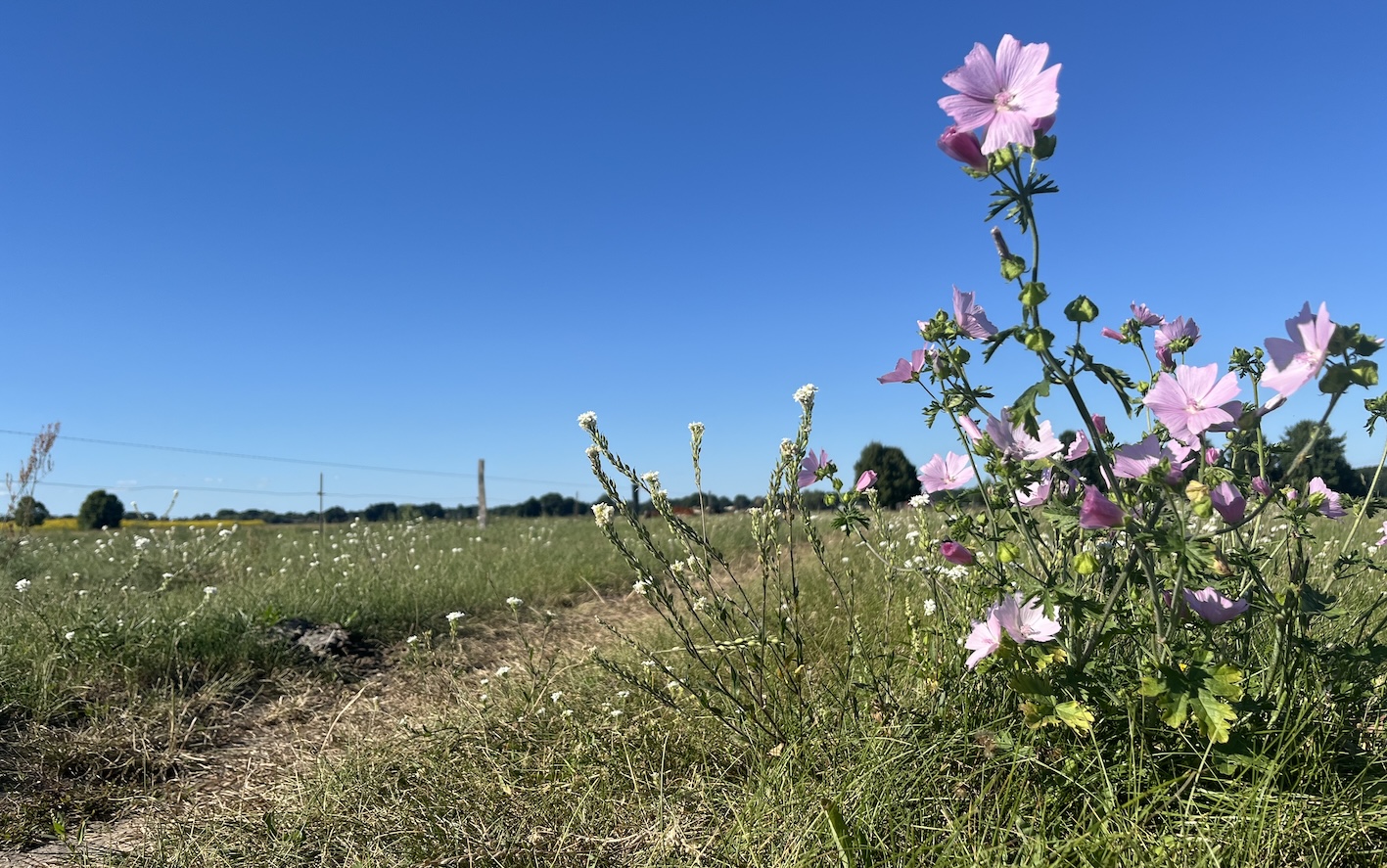 Natur ist nicht nur die schöne Blume, sondern auch das bewirtschaftete Grünland drumherum