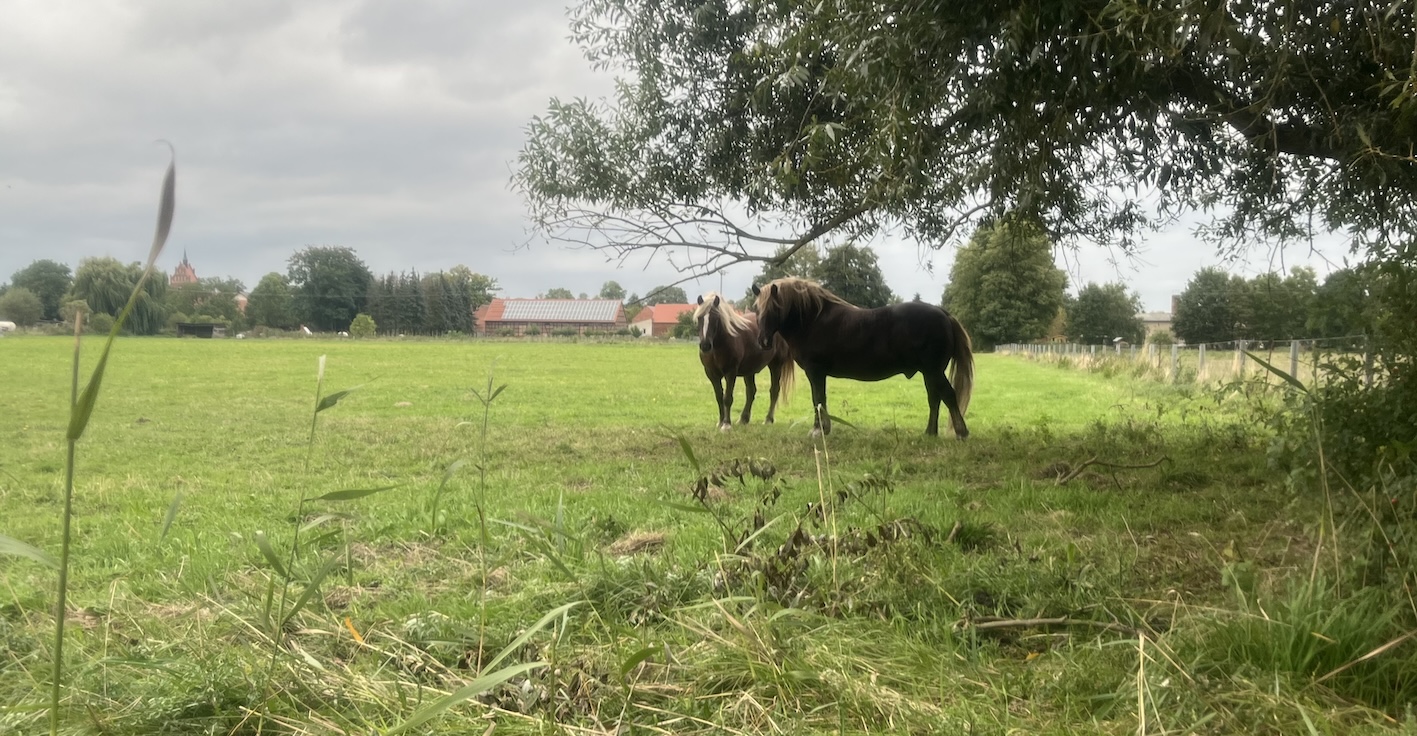 Wo Vieh weidet und Menschen leben, hat der Wolf nichts zu suchen – wenn wird Potsdam das endlich begreifen?