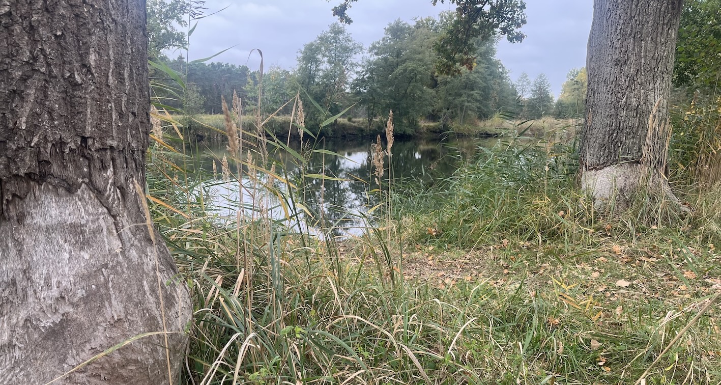 Uralte Eichen, durch Biberfraß zum Absterben verurteilt