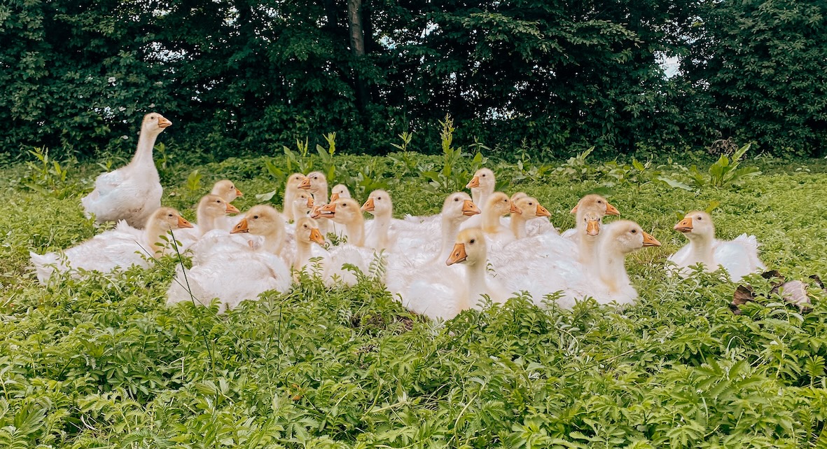 Stallhaltung unmöglich: Für Saisiongeflügel wie Weihnachtsgänse gibt es schlicht keine Unterbringungsmöglichkeiten