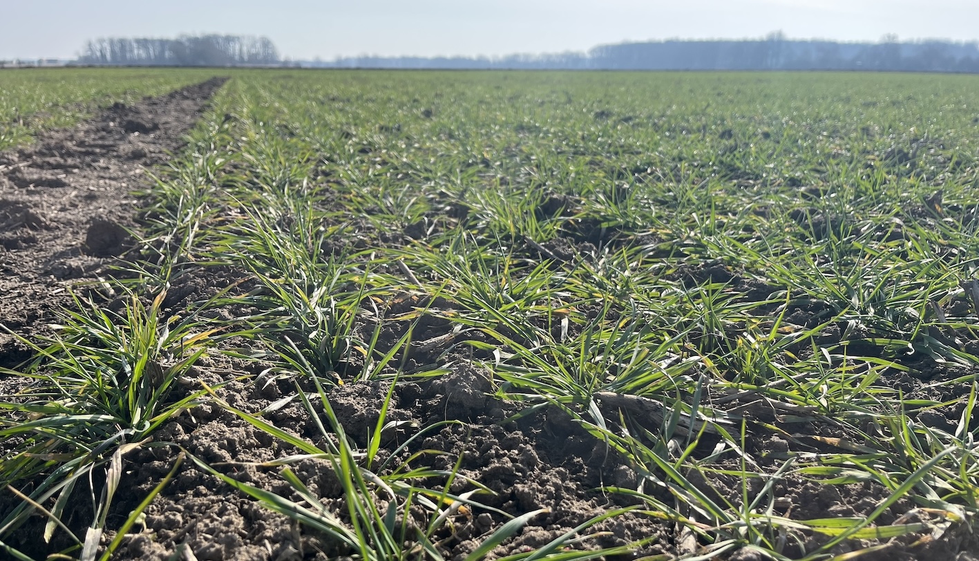 Kein Handlungsbedarf: Im weltweiten Vergleich produziert unsere heimische Landwirtschaft Spitzenerträge – ganz ohne Gentechnik