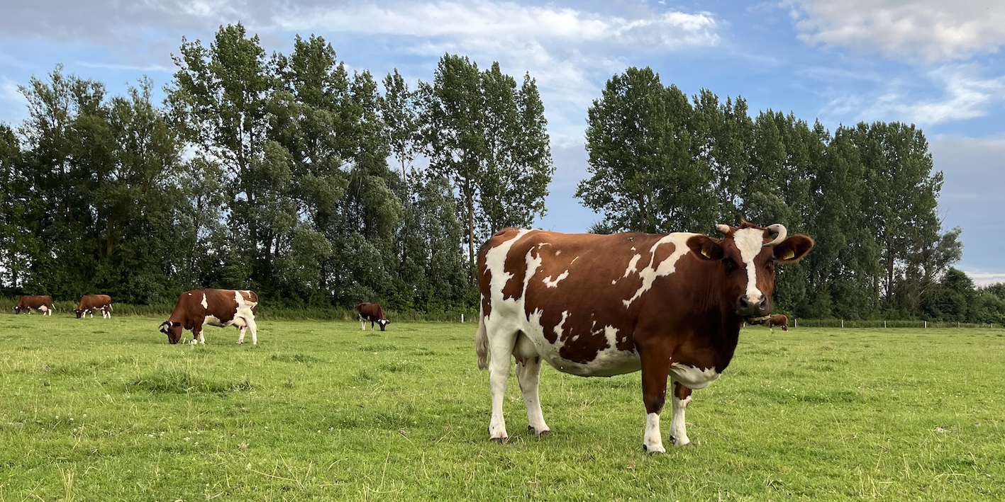 Saftiges Gras statt brennender Regenwald: Rinder auf einer märkischen Weide